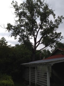 Large Cottonwood Removal