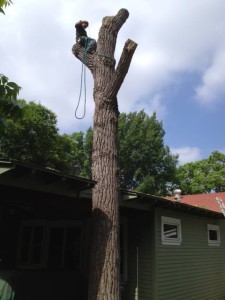 Large Cottonwood Removal