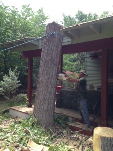 Large Cottonwood Removal