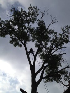 Large Cottonwood Removal