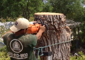 Large Cottonwood Removal