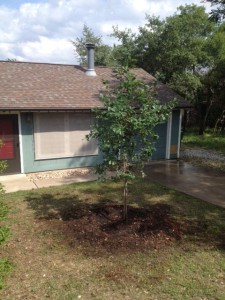 30 gallon Monterrey Oak planting