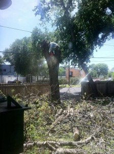 Large Hackberry Removal