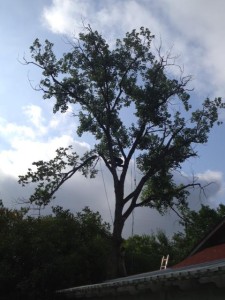 Large Cottonwood Removal