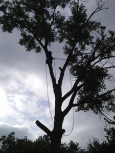 Large Cottonwood Removal