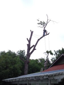Large Cottonwood Removal
