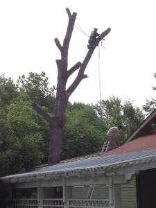 Large Cottonwood Removal