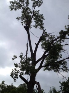 Large Cottonwood Removal