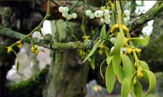 Austin Mistletoe Removal