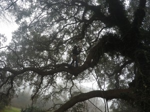 Pruning a very large, heritage Live Oak!