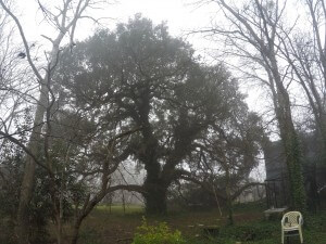 Pruning a very large, heritage Live Oak!