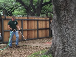 ORGANIC TREE FEEDING!