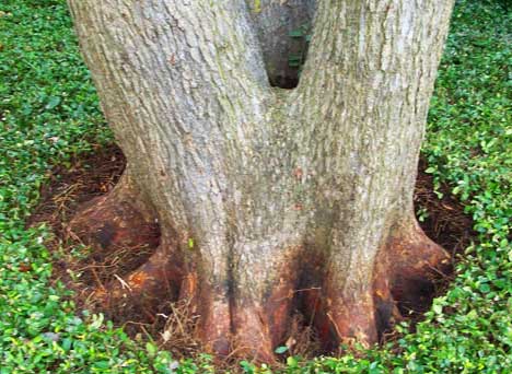 Tree Root Collar Exposure Austin TX