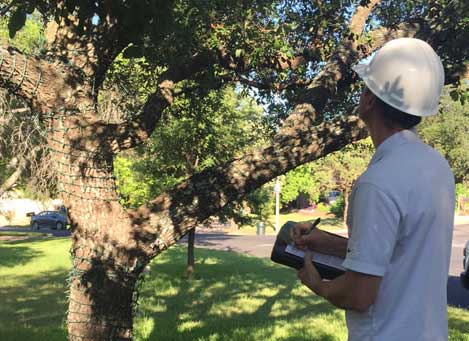 Tree Risk Assessment Austin, TX