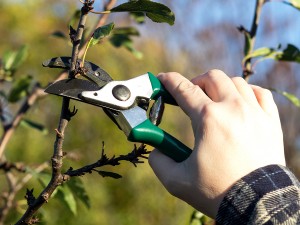 Austin Tree Pruning Austin, TX