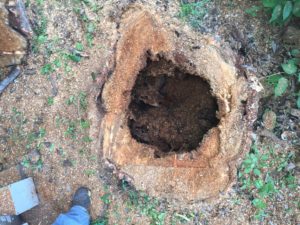 HAZARDOUS TREE REMOVAL