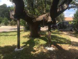 TREE BRACE PROJECT- TREE REMOVAL VS. TREE BRACE