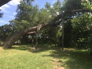 TREE BRACE PROJECT- TREE REMOVAL VS. TREE BRACE