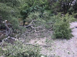 Live Oak Crane Removal