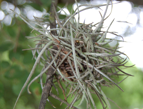 ball moss removal