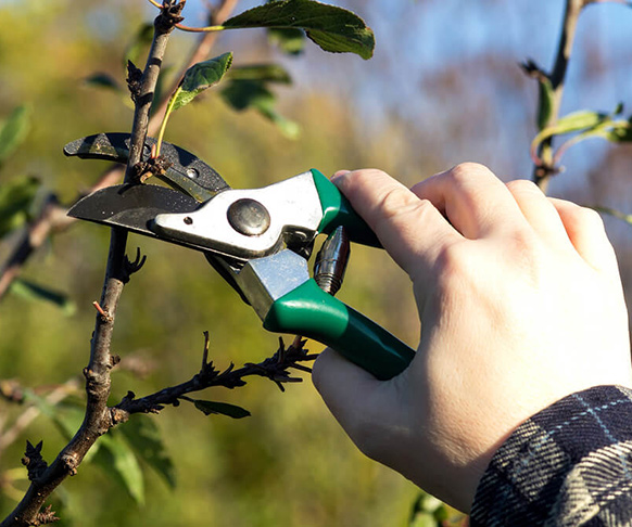 tree pruning trimming