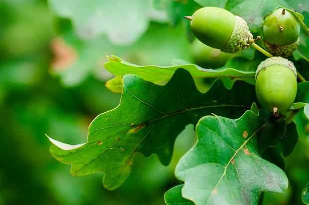 austin tree services