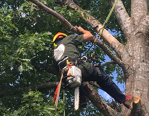 tree crown adjustments