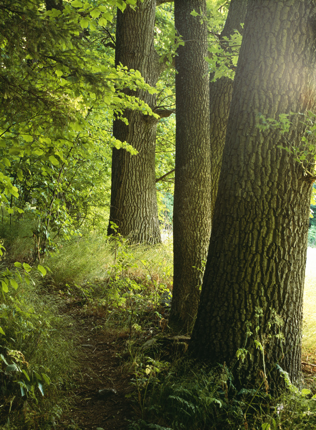 Tree health tree health