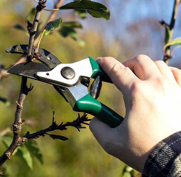 tree pruning and trimming