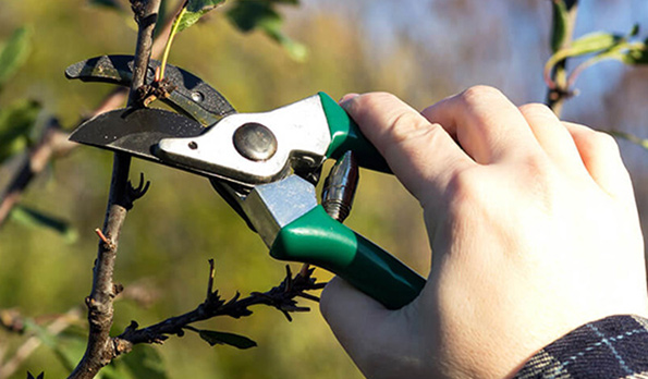 tree pruning lakeway