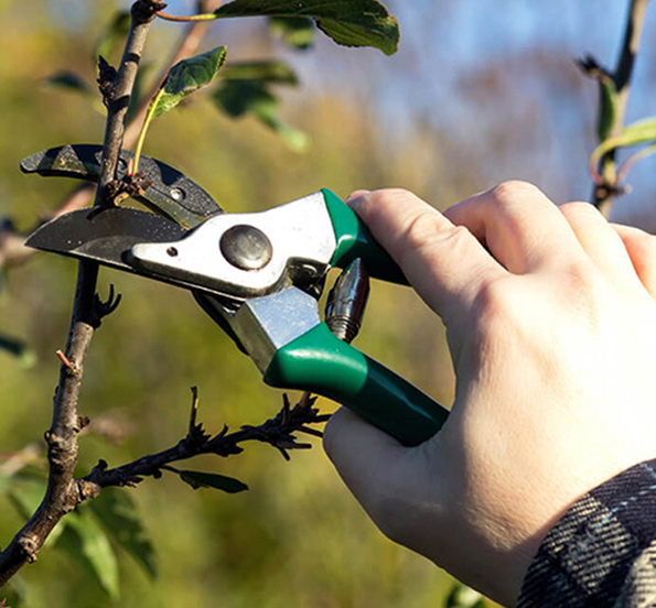 tree pruning trimming georgetown