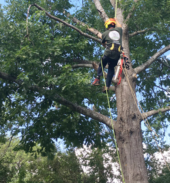 georgetown tree trimming