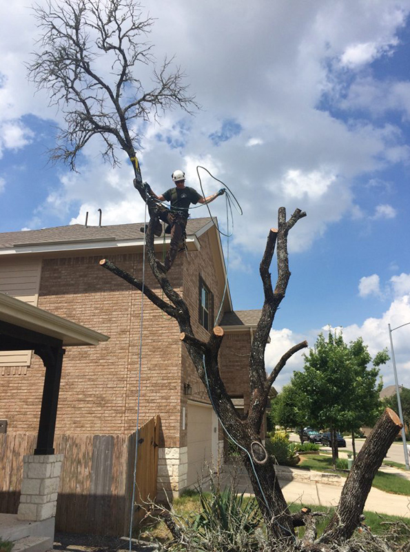 lakeway tree removal services