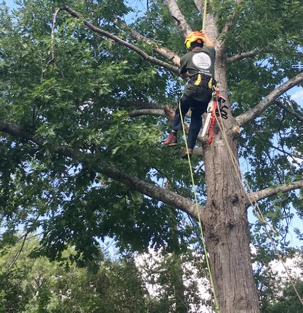 round rock arborist