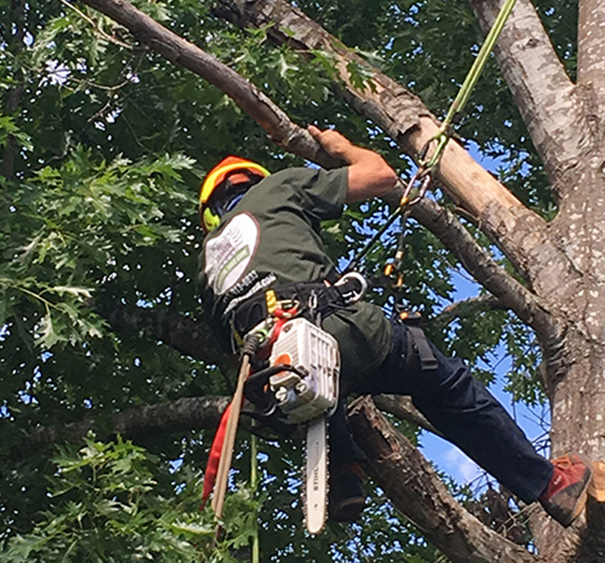 tree crown adjustment