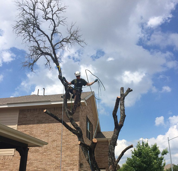 tree removal service georgetown