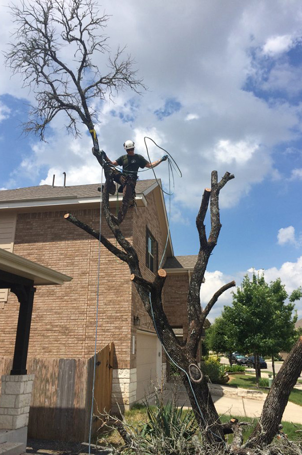 Tree removal service tree removal service