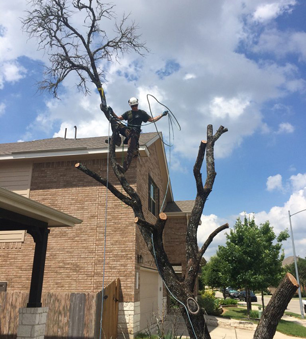 tree removal services