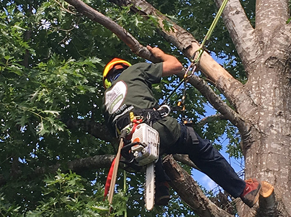 tree trimming lakeway