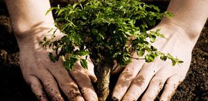 Plant health care plant health care