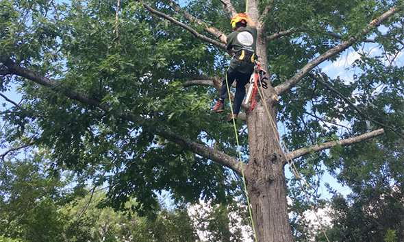 Austin Tree Service - Austin Tree Trimming and Removal - Capitol