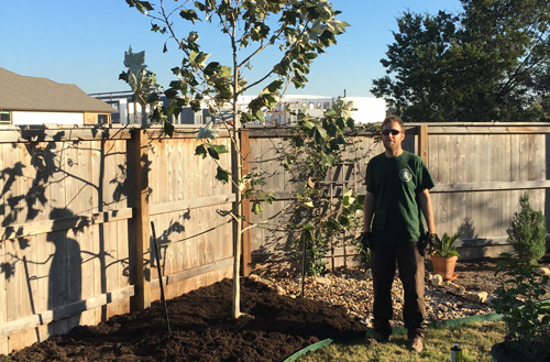 tree planting