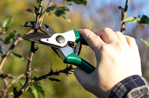 tree trimming service