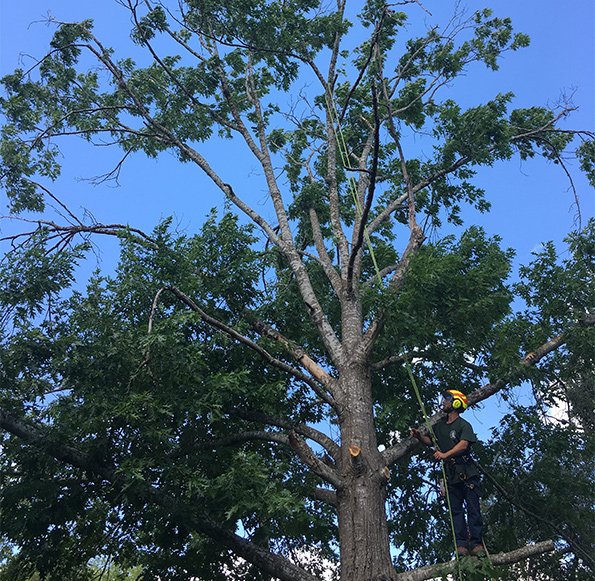 texas tree service