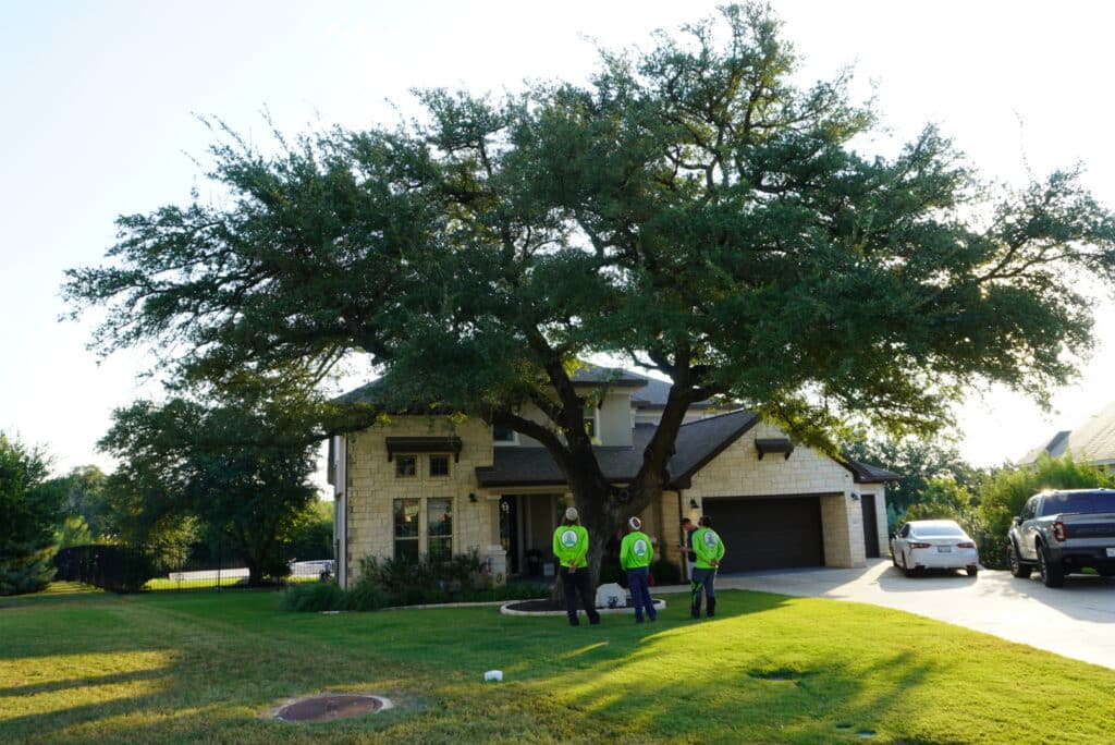 Large oak tree inspection at residential property