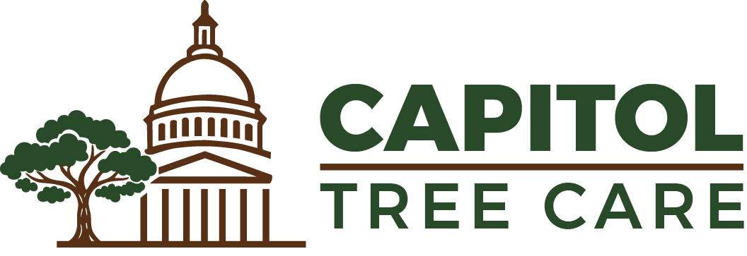 Tree Removal & Tree Trimming Services | Austin, TX