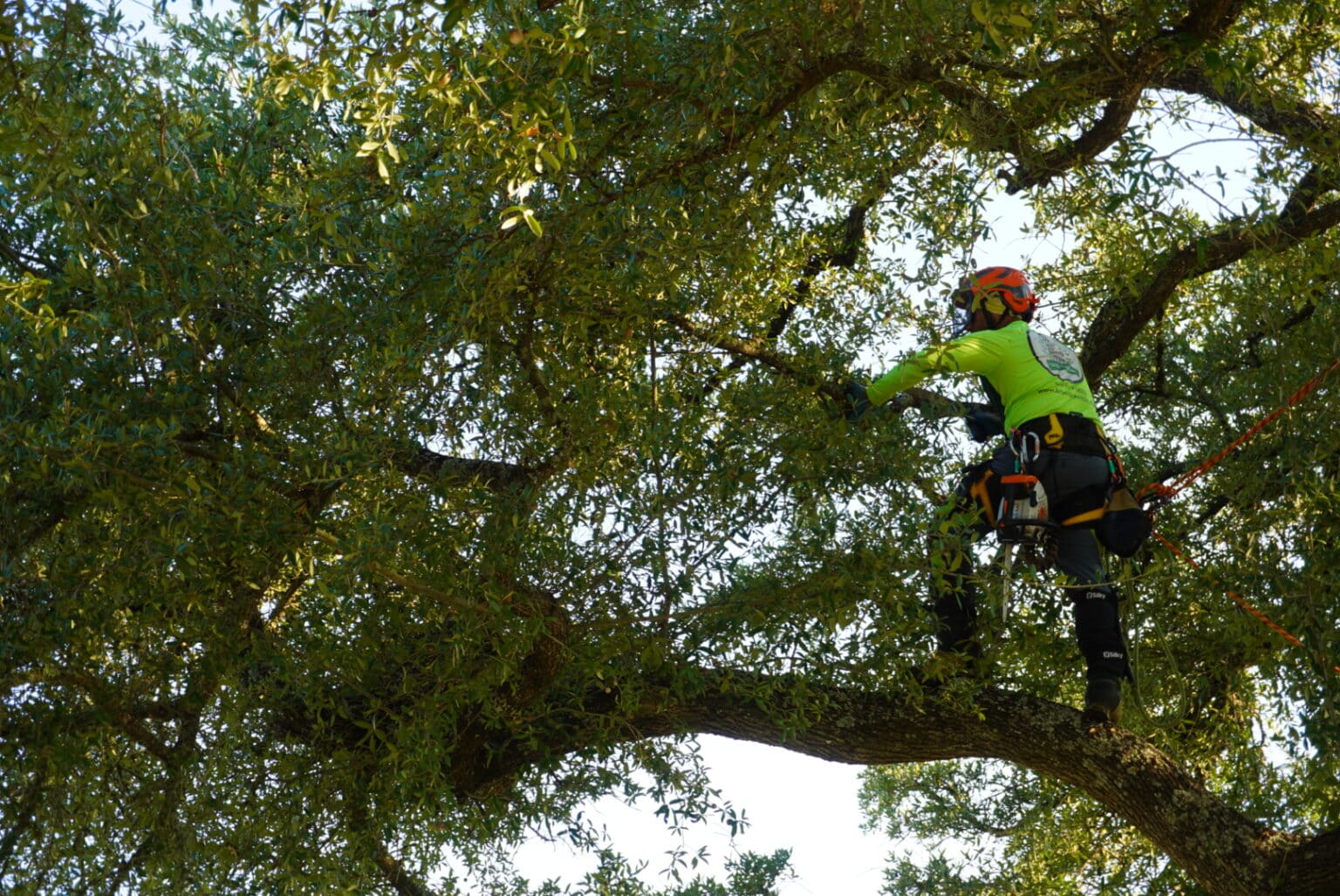 Professional Tree Care Services | Austin, TX