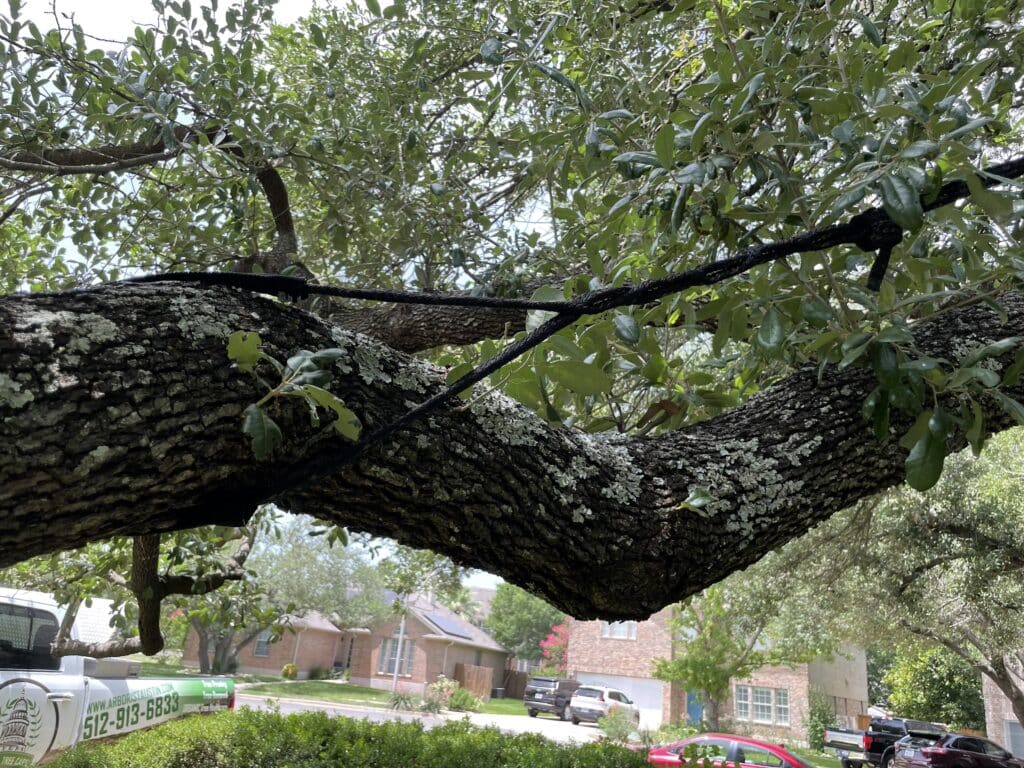 Tree branch supported with cable bracing system