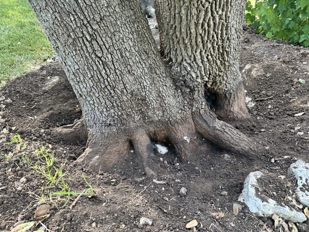Image shows Airspade root collar exposure