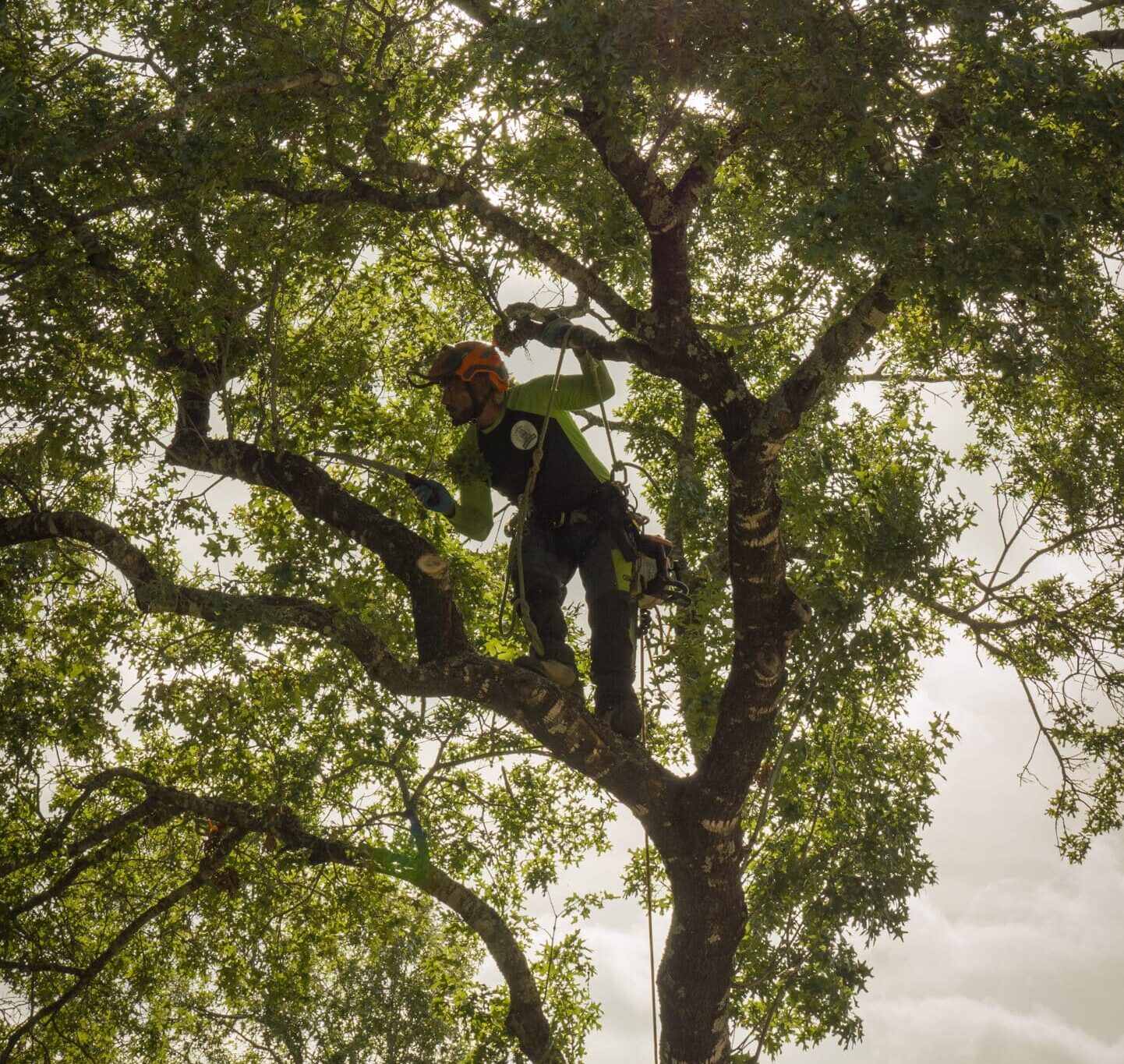 Tree Well Austin Tree Removal & Tree Trimming Services | Austin, TX